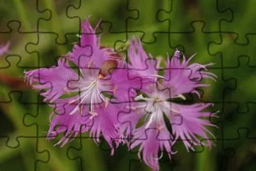 113
