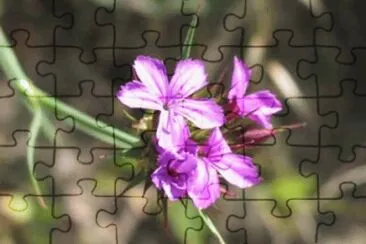 115 jigsaw puzzle