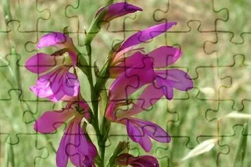 133 jigsaw puzzle