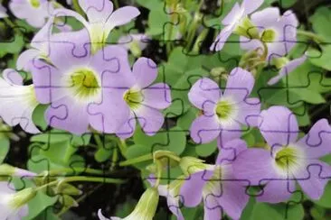 150 jigsaw puzzle