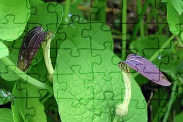 151 jigsaw puzzle