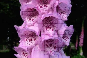 153 jigsaw puzzle