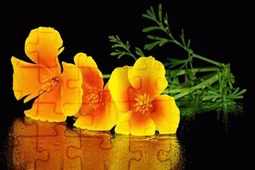 221 jigsaw puzzle