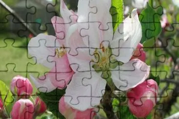 241 jigsaw puzzle