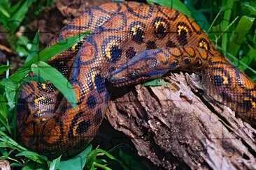 boa