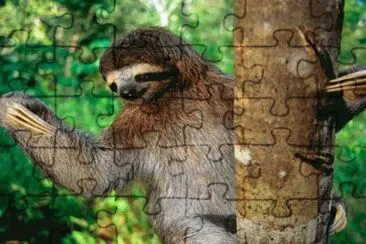 bradipo jigsaw puzzle