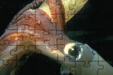 calamaro jigsaw puzzle