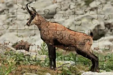 camoscio
