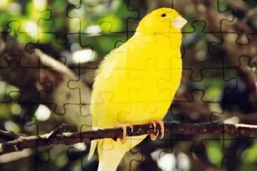 canarino jigsaw puzzle