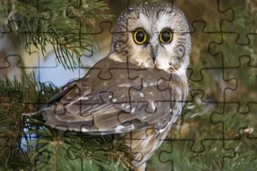 civetta jigsaw puzzle