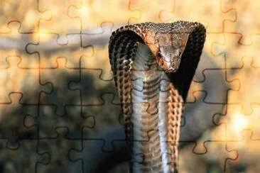 cobra