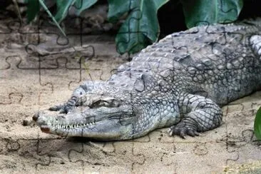 coccodrillo