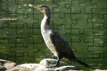 cormorano jigsaw puzzle