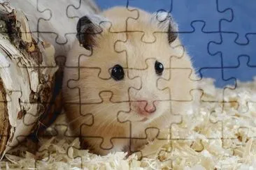criceto jigsaw puzzle
