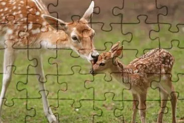 daino jigsaw puzzle