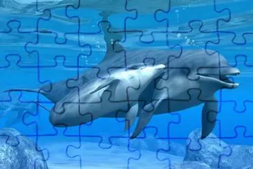 delfino jigsaw puzzle