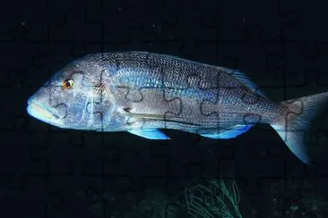 dentice jigsaw puzzle