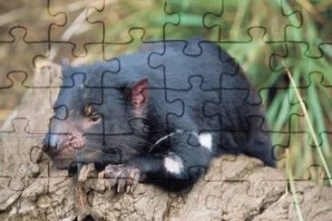 diavolo della tasmania jigsaw puzzle