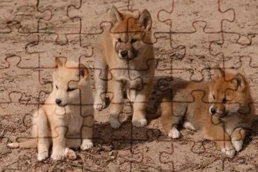 dingo jigsaw puzzle