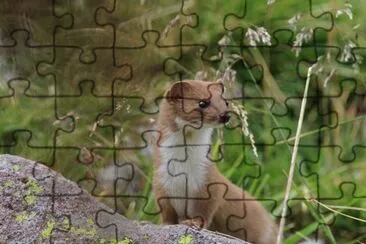 donnola jigsaw puzzle