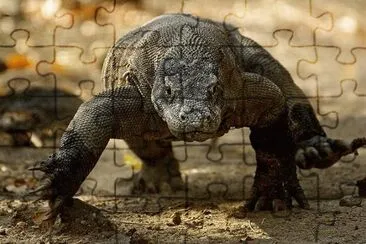 drago di komodo jigsaw puzzle