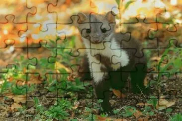 faina jigsaw puzzle