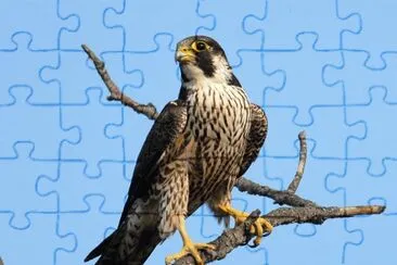 falco