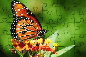 farfalla jigsaw puzzle