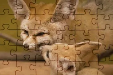 fennec jigsaw puzzle