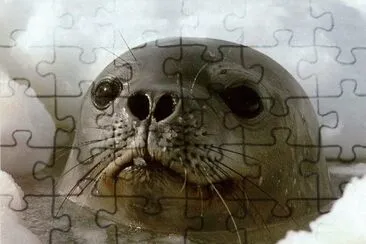 foca