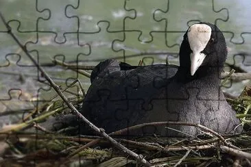 folaga jigsaw puzzle