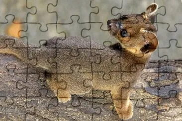 fossa jigsaw puzzle