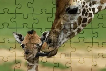 giraffa jigsaw puzzle