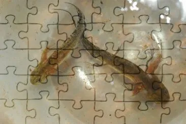 פאזל של girino