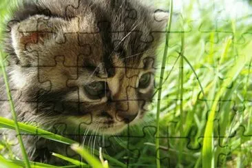 husmeado jigsaw puzzle