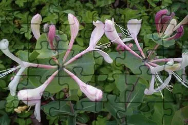 madreselva jigsaw puzzle