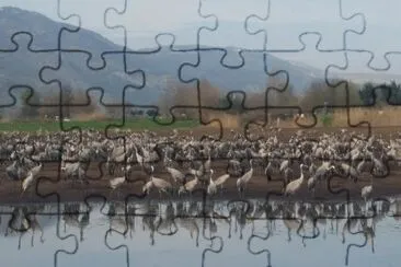 hachula israel jigsaw puzzle