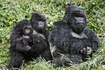 פאזל של gorilla