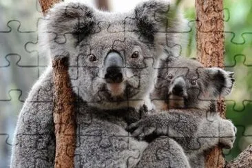 פאזל של koala