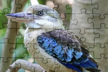 kookaburra