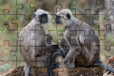 פאזל של langur