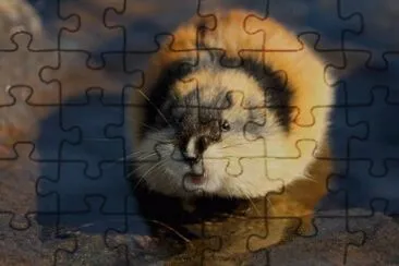 פאזל של lemming