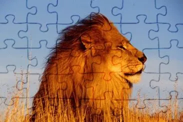 פאזל של leone
