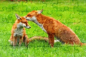 imagens jigsaw puzzle