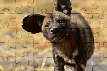 licaone jigsaw puzzle