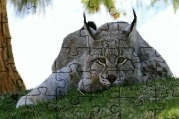 lince jigsaw puzzle