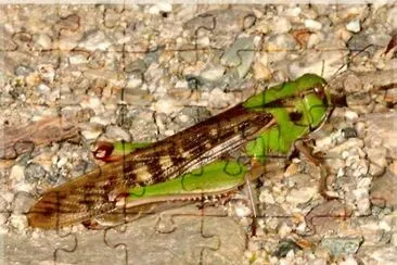 locusta jigsaw puzzle