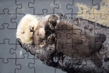 lontra jigsaw puzzle