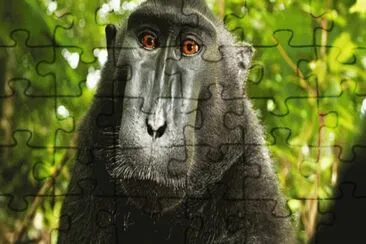 macaco jigsaw puzzle