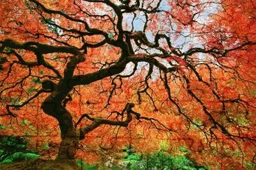 multicolor jigsaw puzzle